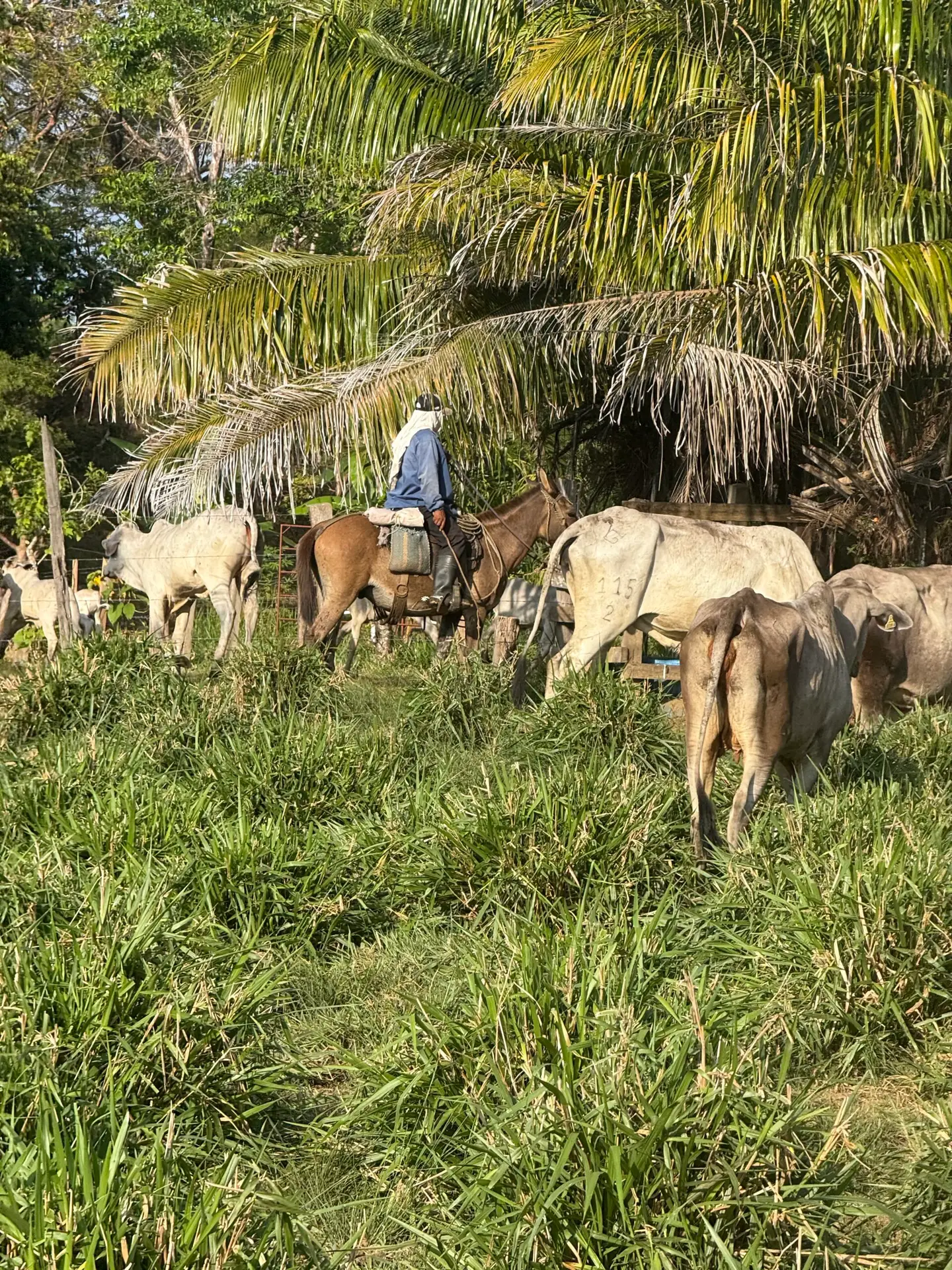 Ranch worker moving cattle to better grazing, Isla Boca Brava, Panama