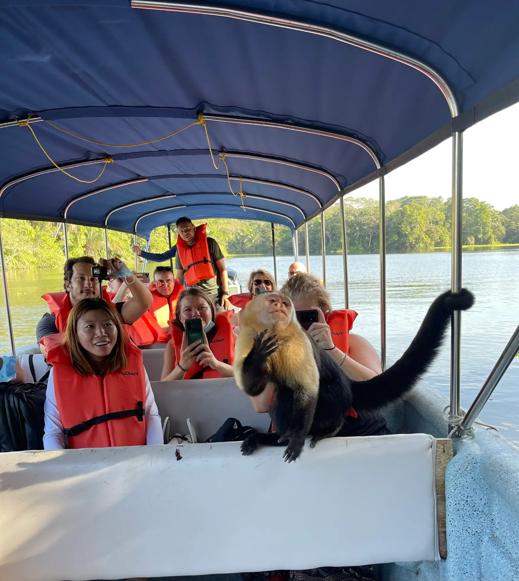 Monkey posing with tourists on a boat ride in Panama's Gatun Lake