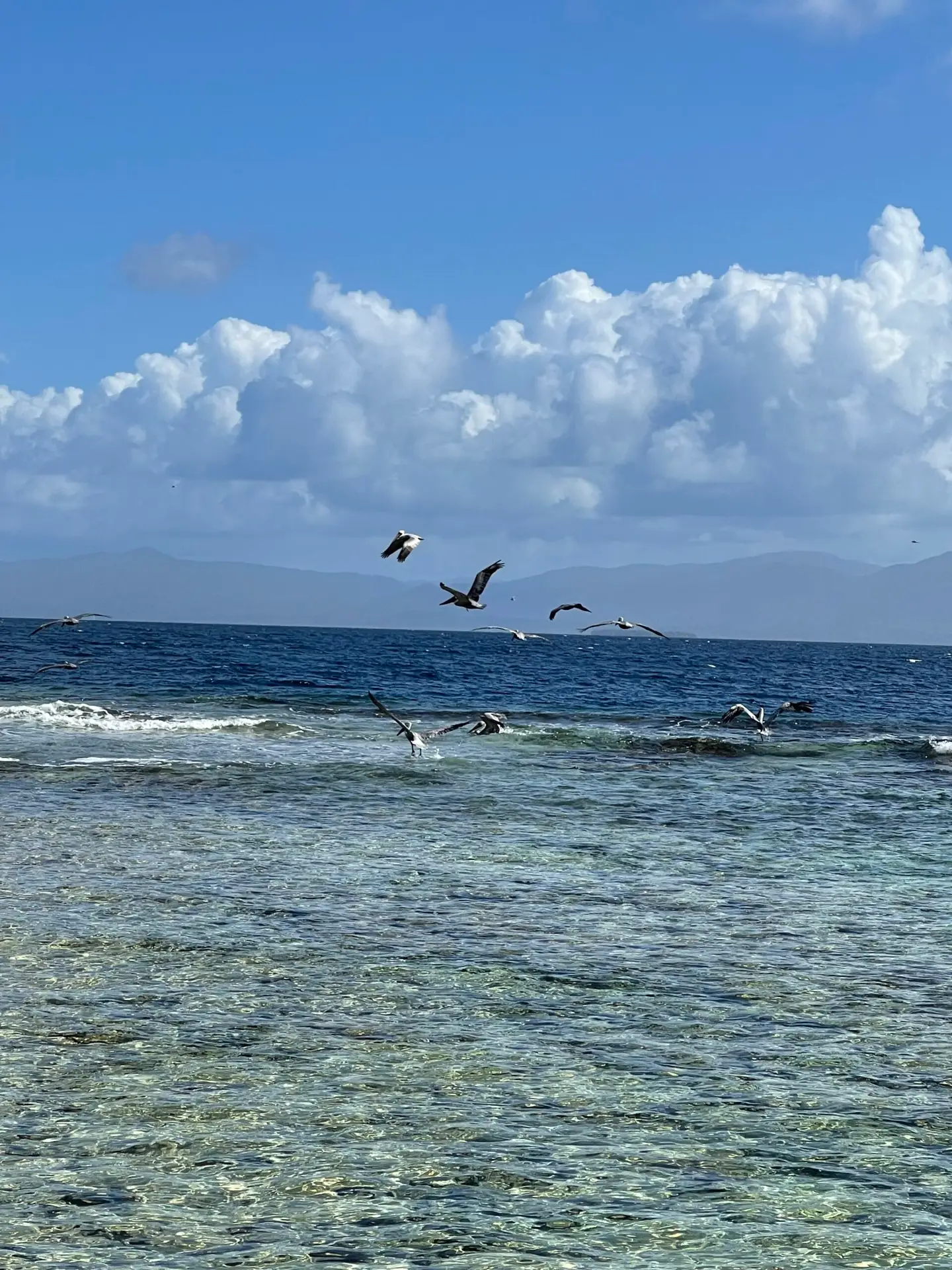A squadron of pelicans fishing off the shores of the San Blas Islands. The turquoise waters glitter in every color of blue imaginable.