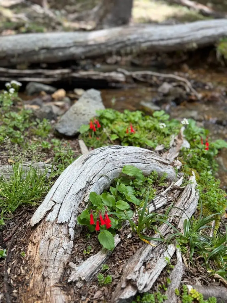 Red bell-shaped flowers by the stream, by a dead wood log