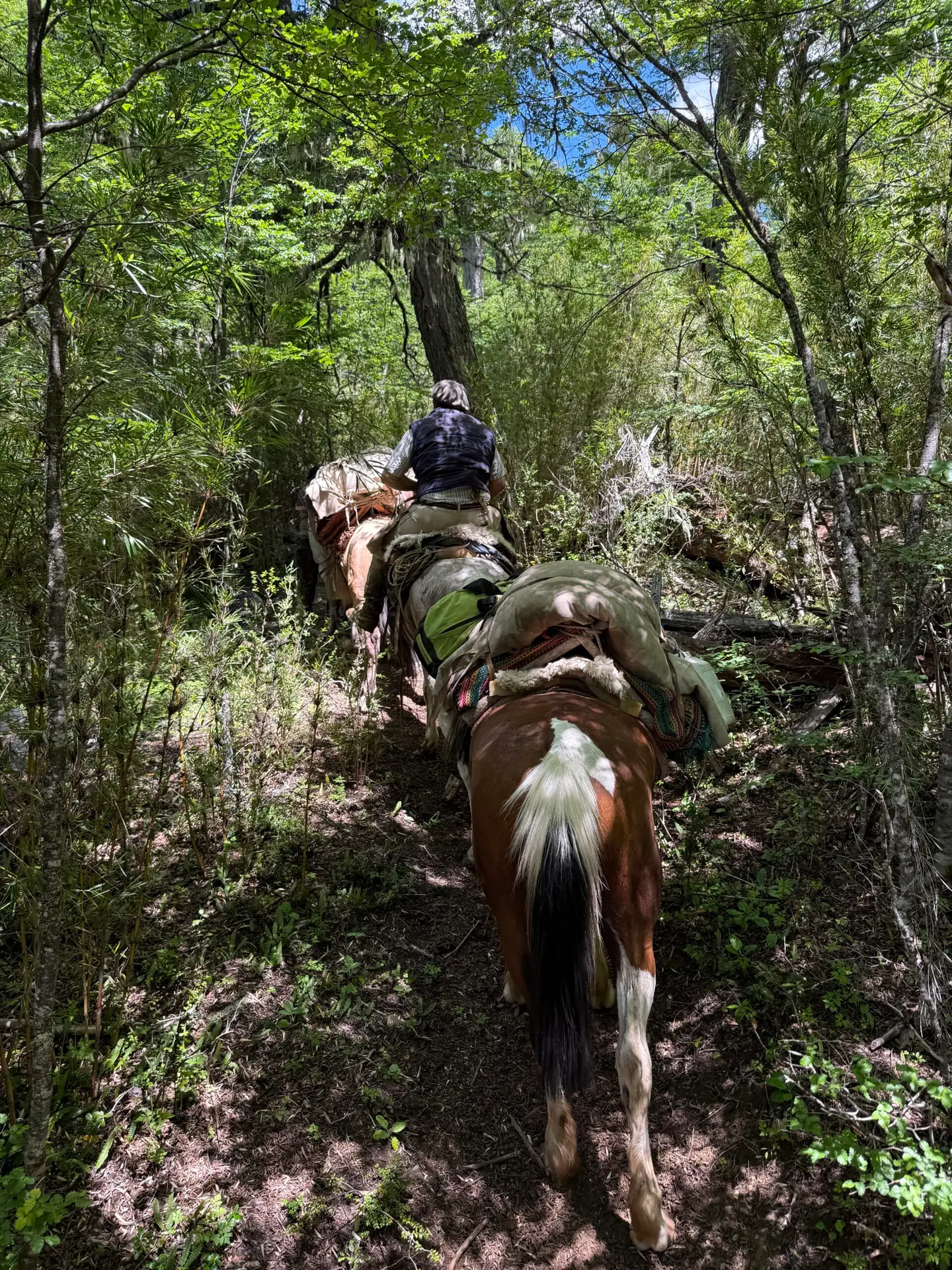 View from author's perspective following the guides and packhorses the a narrow mountain passage.