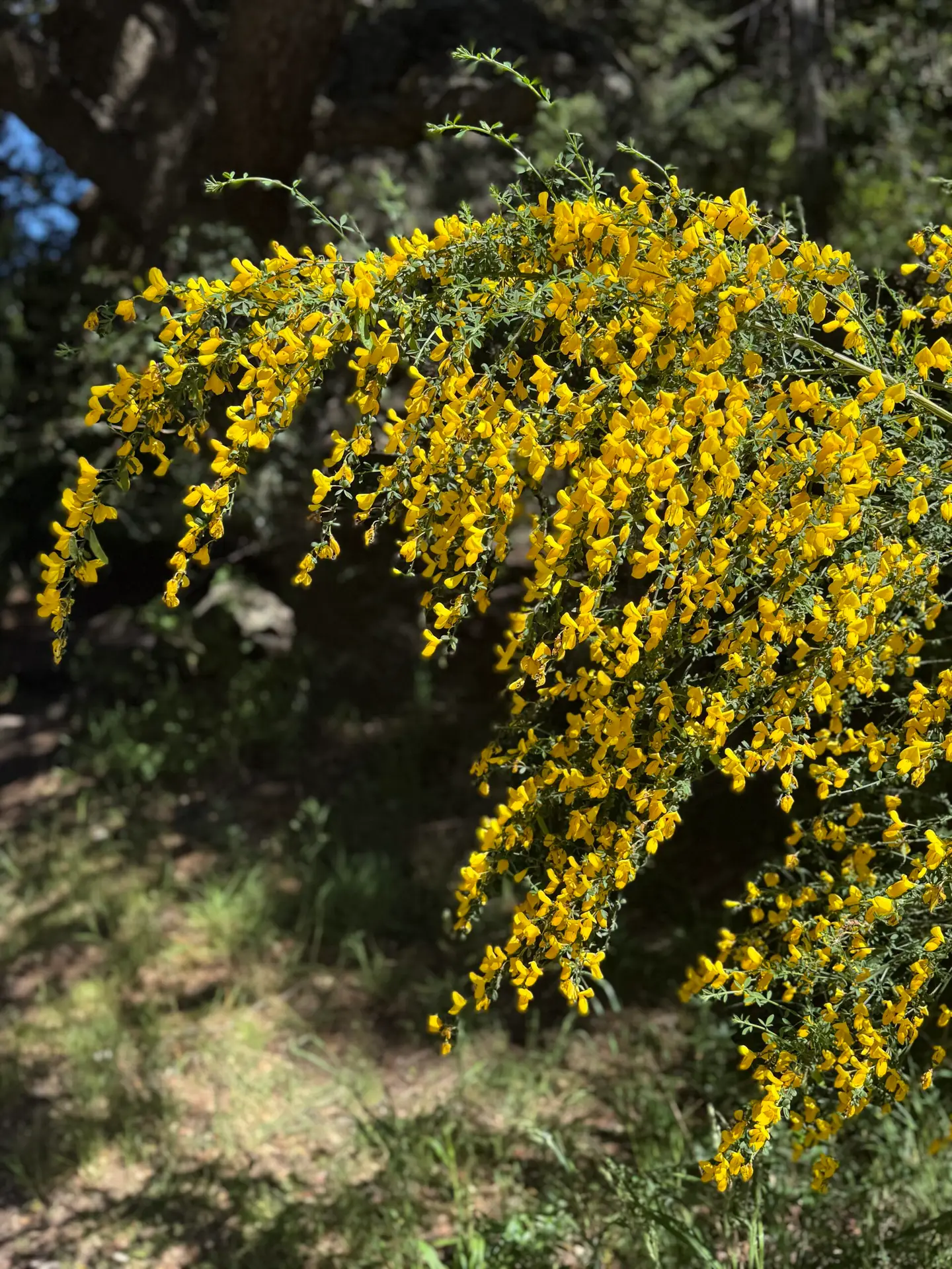 Close-up photo of Retema, a bright yellow-flowering shrub that blooms in the spring and lines the roads around Bariloche