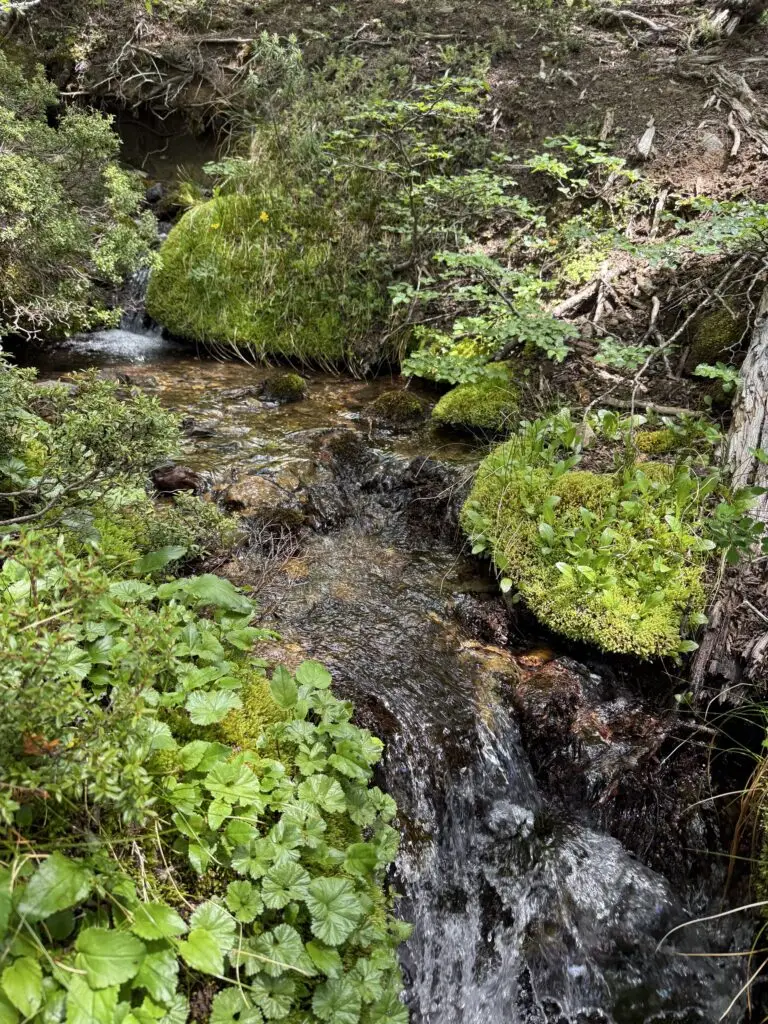 Patagonia Stream with waterfall and green foliage all around